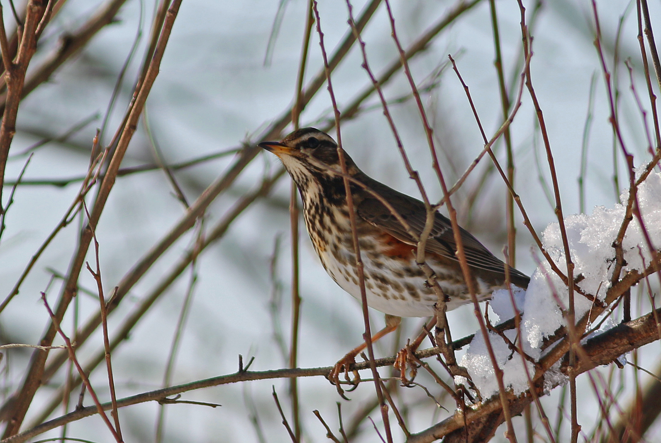 Redwing